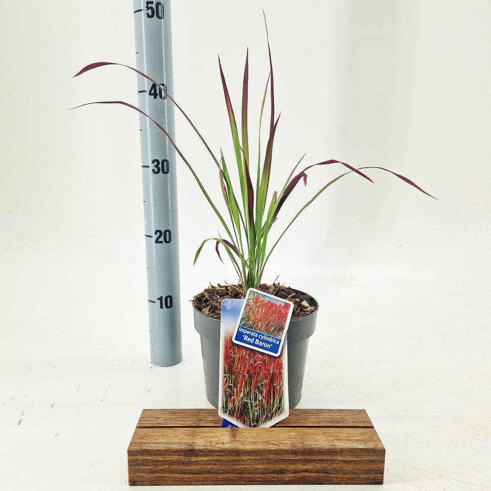 Imperata cylindrica 'Red Baron'.