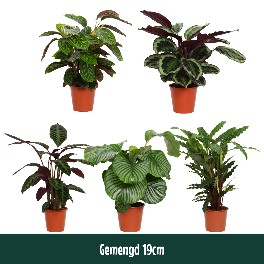 Calathea 19cm gemengd.