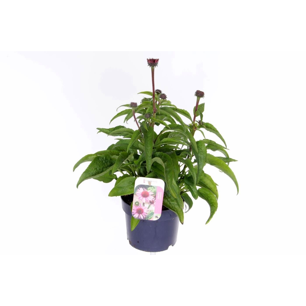 Echinacea purp. Sombrero Rose.