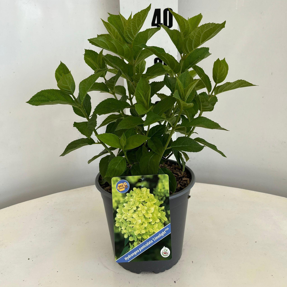 Hydrangea pan. ‘Limelight’® PBR.