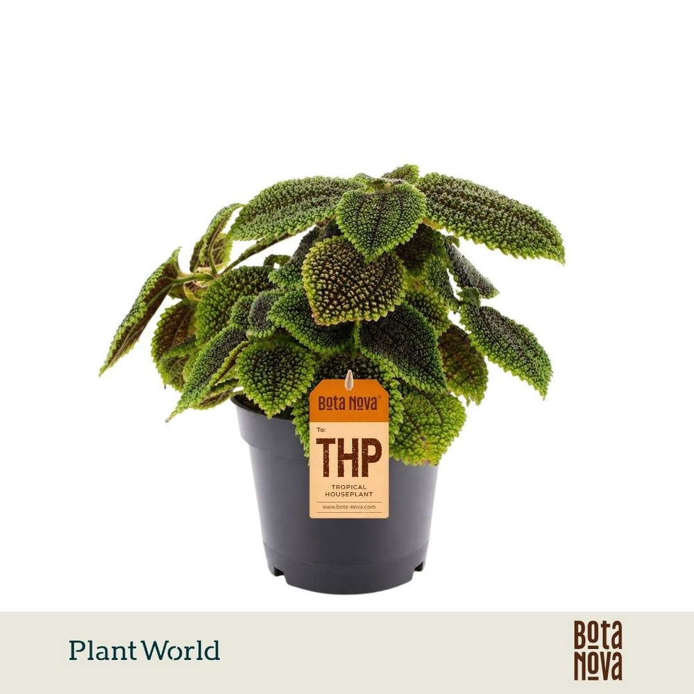 Pilea Moonvalley.