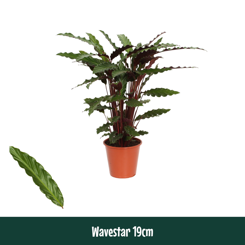 Calathea 19cm Wavestar (Rufibarba).
