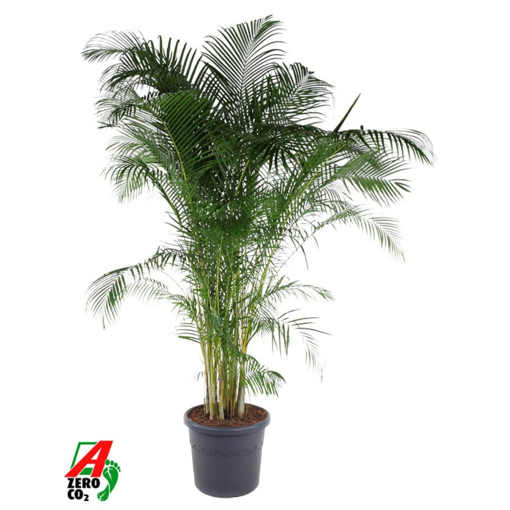 Dypsis Lutescens(Areca) P58.