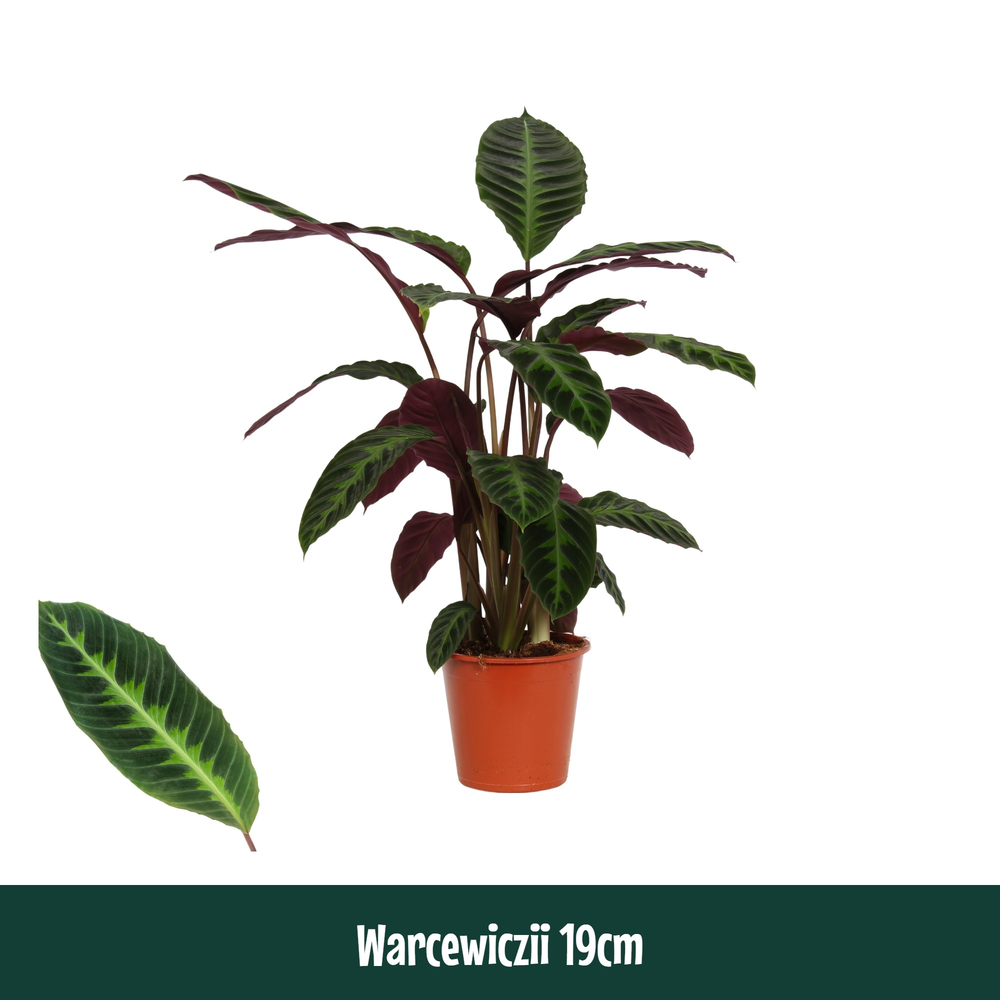 Calathea 19cm Warcewiczii.