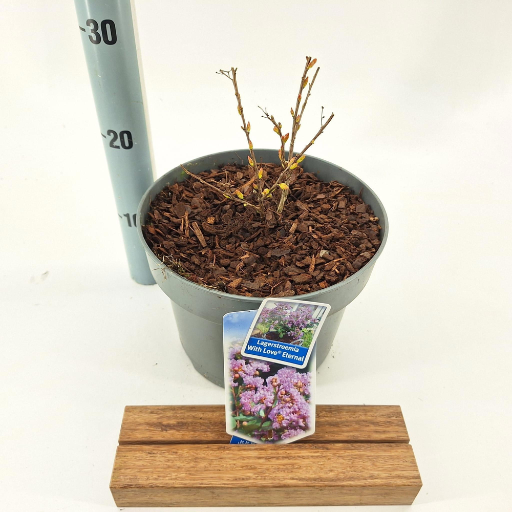 Lagerstroemia indica With Love Eternal ('Milavio'P.