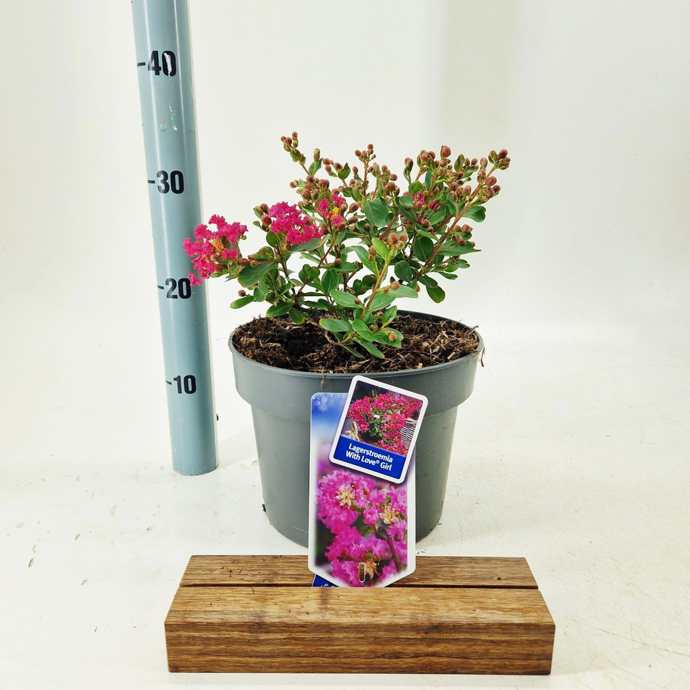 Lagerstroemia indica 'With Love Girl'.