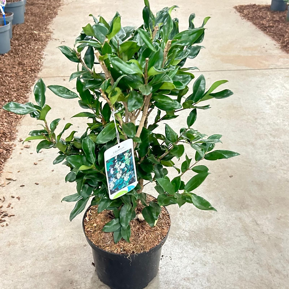 Ligustrum jap. 'Texanum'.
