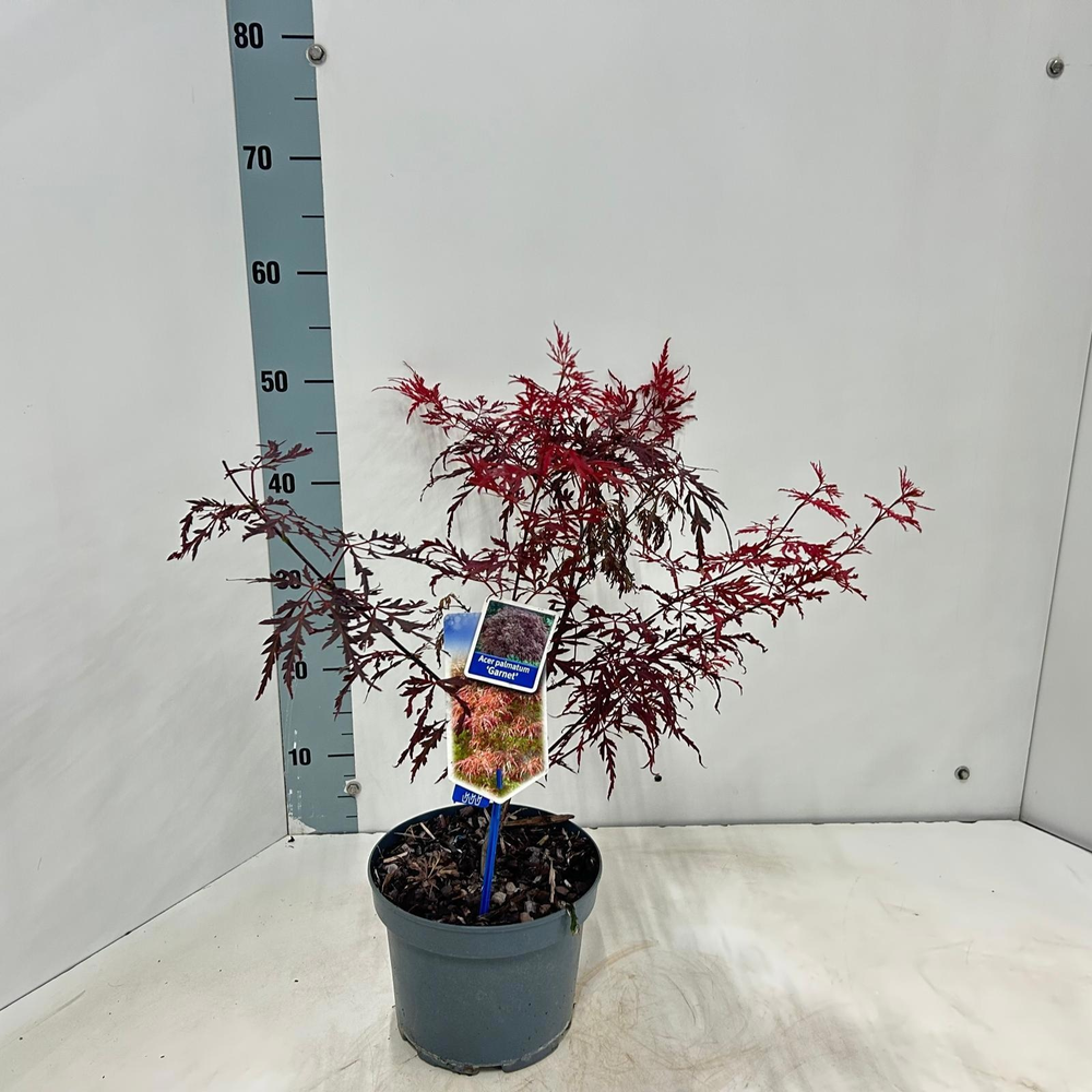 Acer pal. 'Garnet'.
