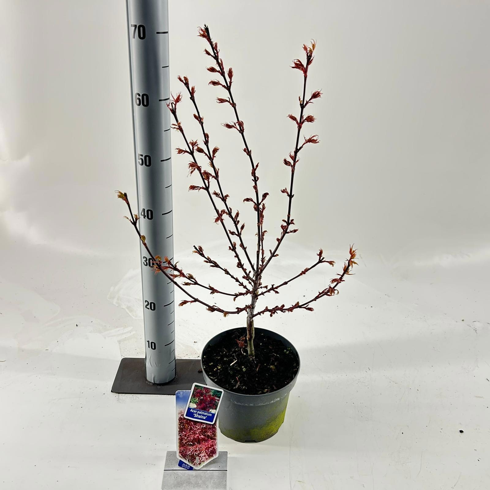 Acer pal. 'Shaina'.