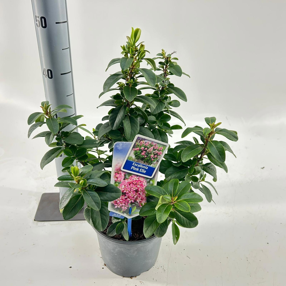 Escallonia laevis Pink Elle ('Lades'PBR).