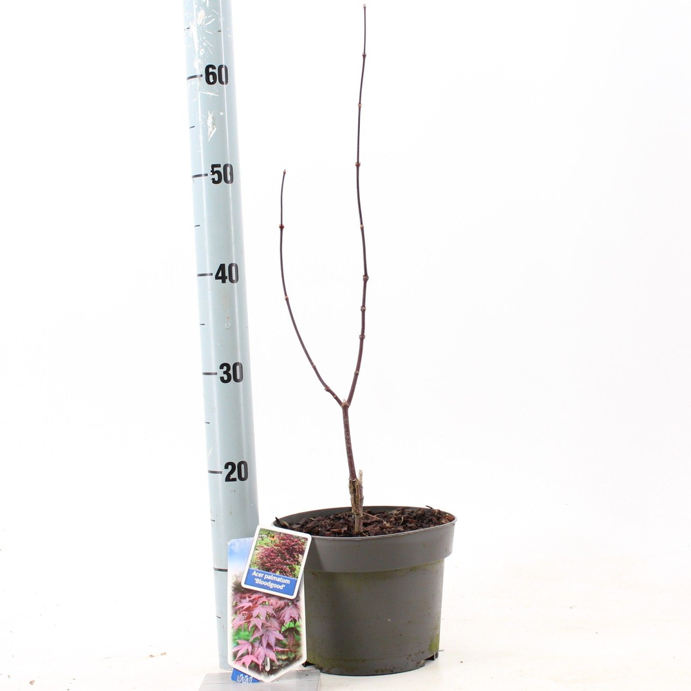 Acer pal. ‘Bloodgood’.
