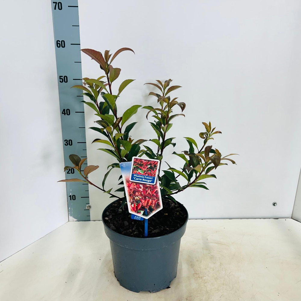 Photinia fraseri 'Carré Rouge'.
