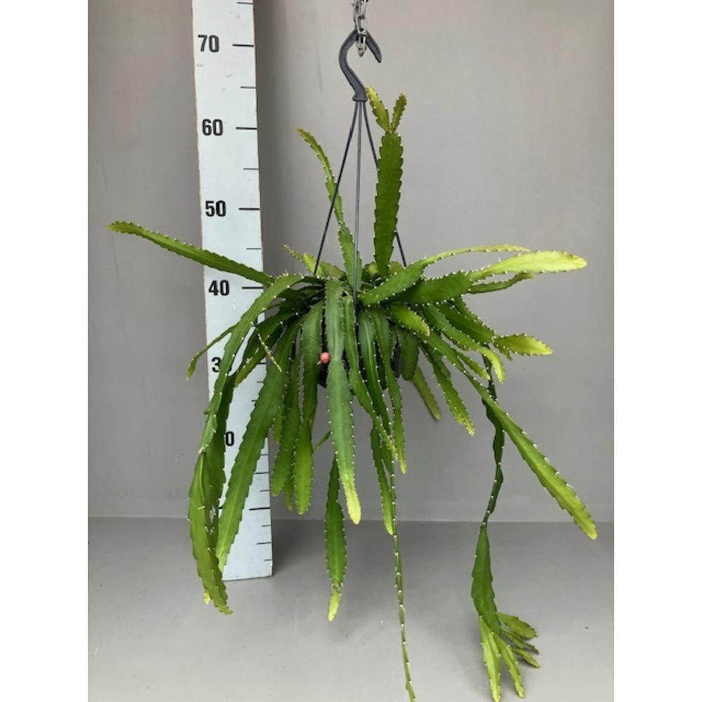 Rhipsalis monacantha.