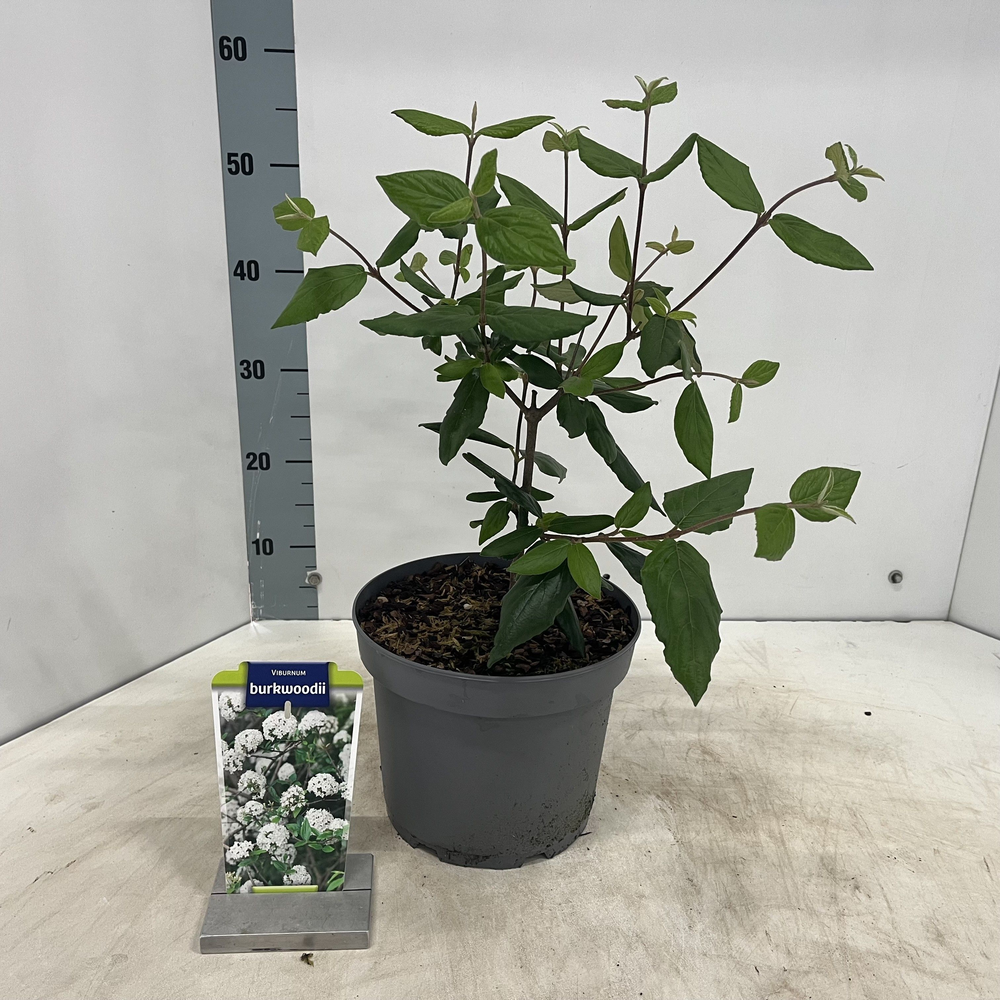 Viburnum burkwoodii.
