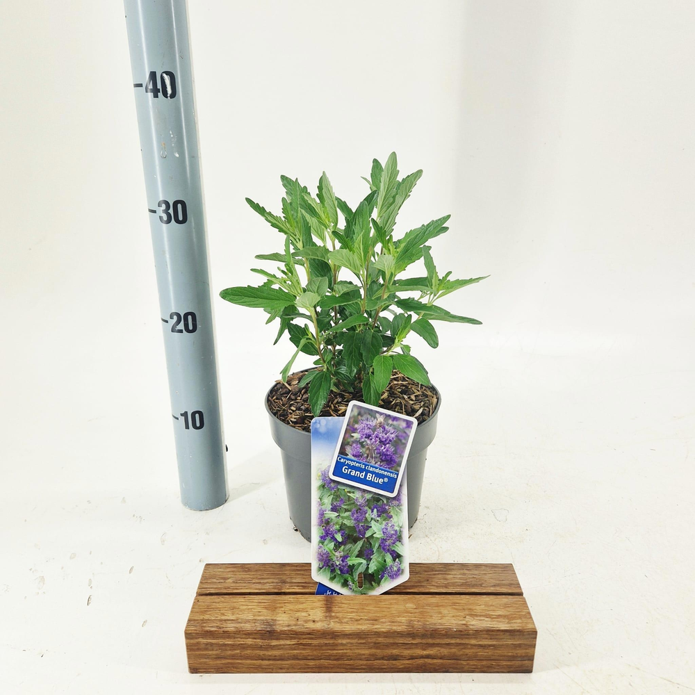 Caryopteris cland. Grand Bleu® ('Inoveris'PBR).