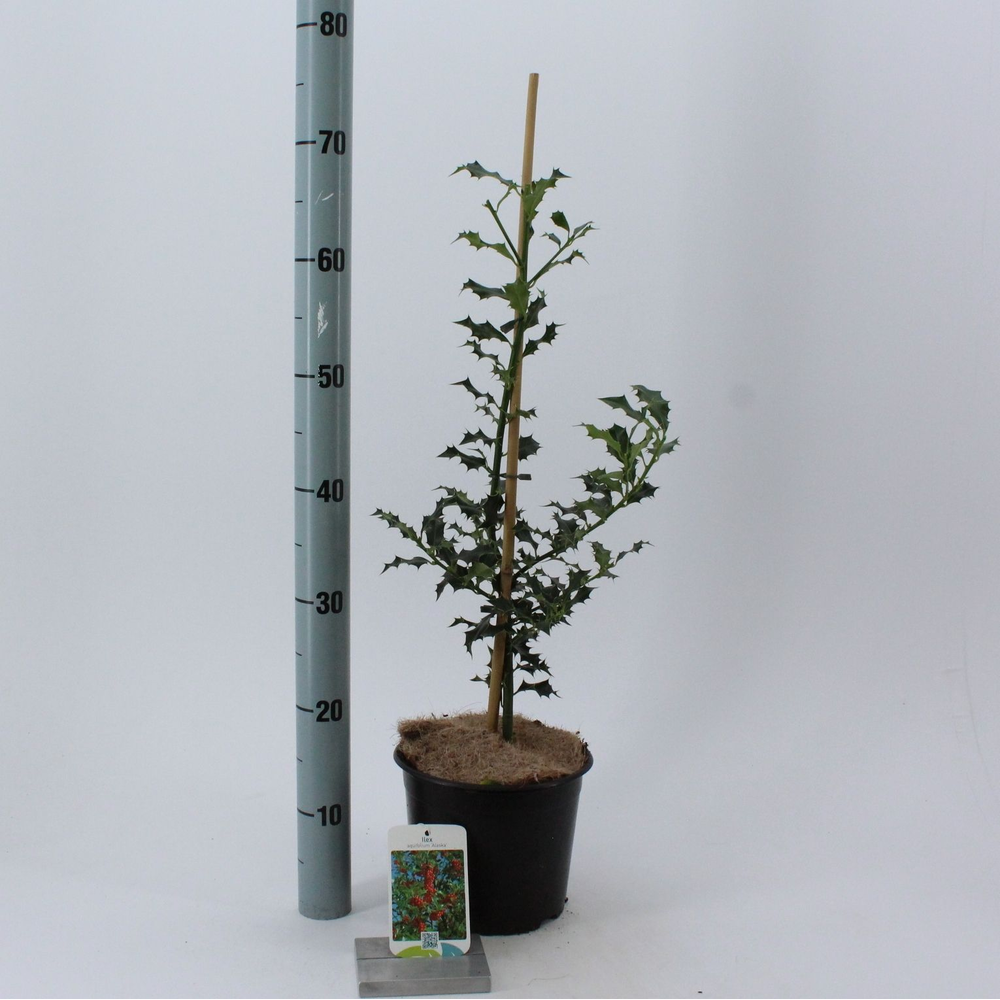 Ilex aquifolium 'Alaska'.