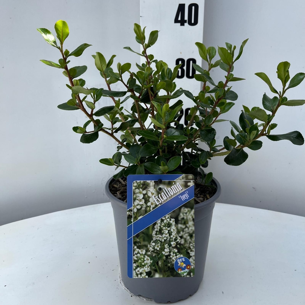 Escallonia 'Iveyi'.