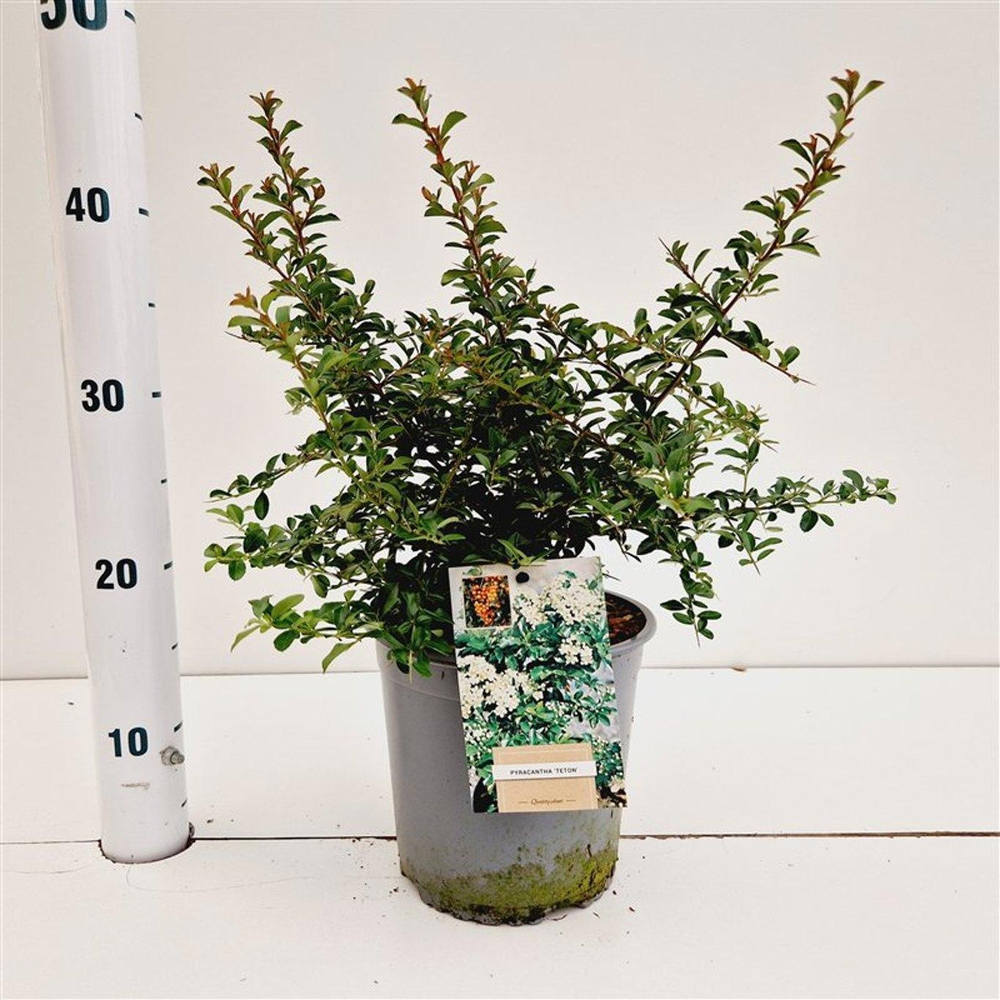 Pyracantha 'Teton'.