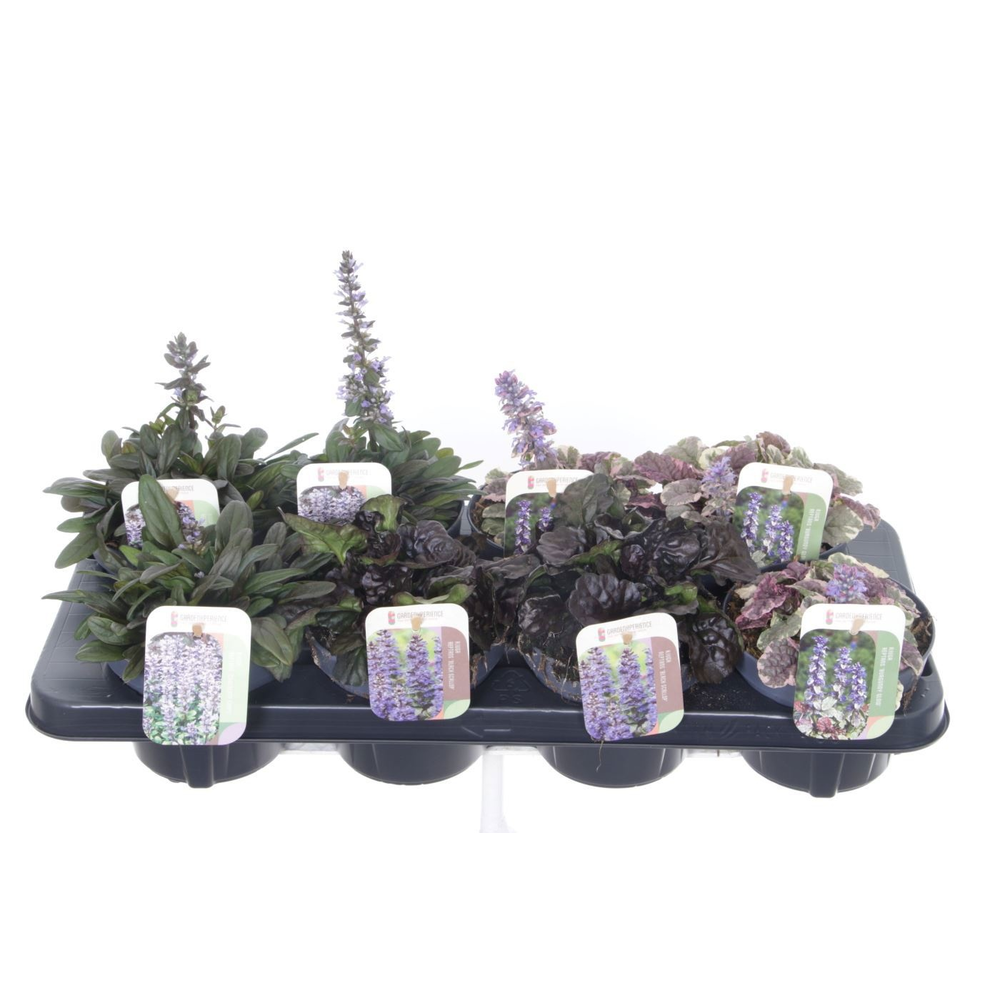 Ajuga reptans mix tray.