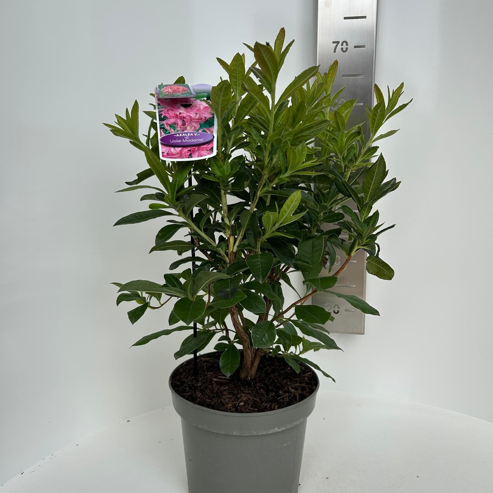 Rhododendron (AK) 'Jolie Madame'.