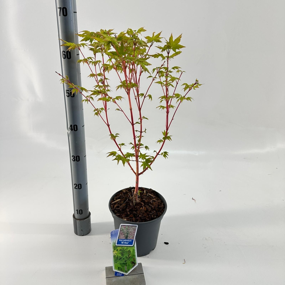 Acer pal. 'Bi-Hoo'.