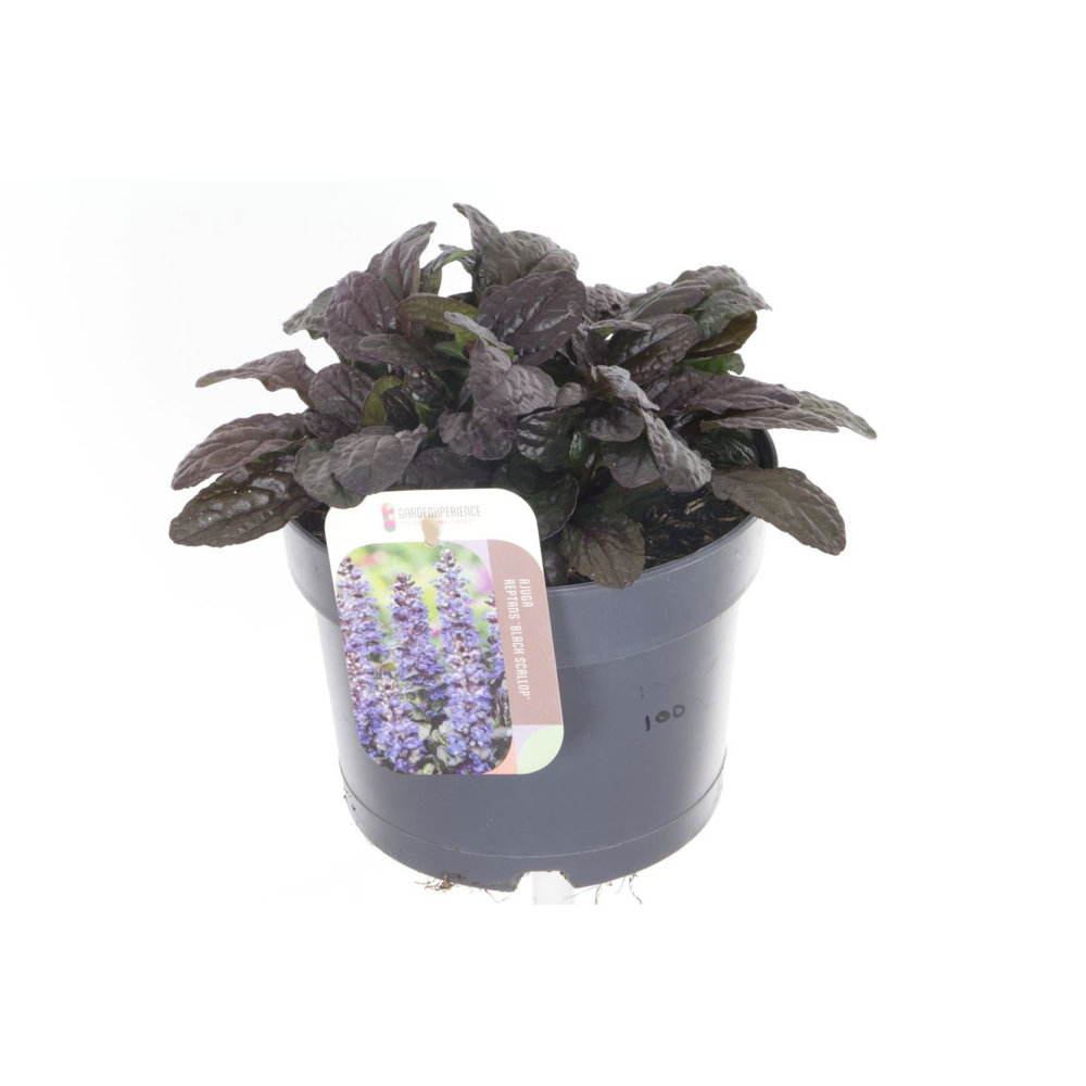 Ajuga reptans Black Scallop.