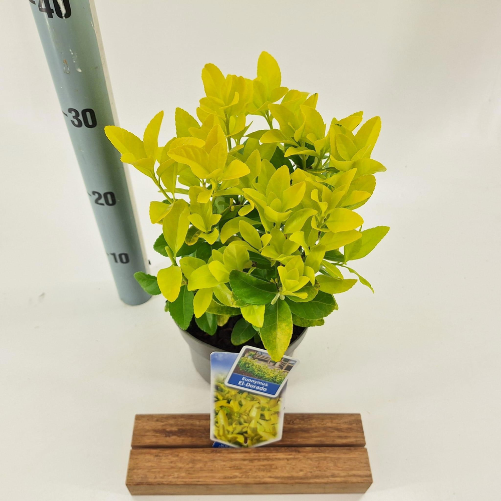Euonymus jap. El-Dorado ('BR2012'PBR).