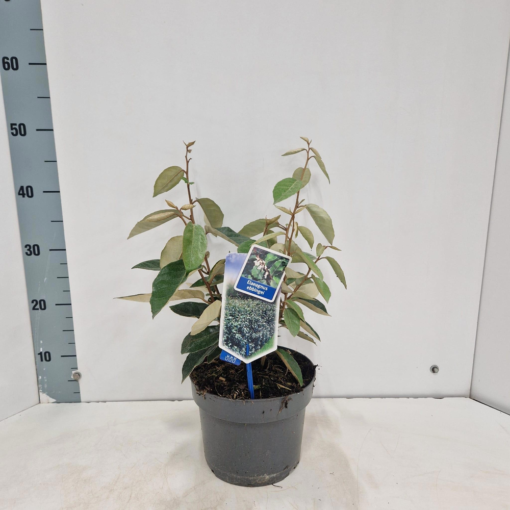 Elaeagnus ebbingei.