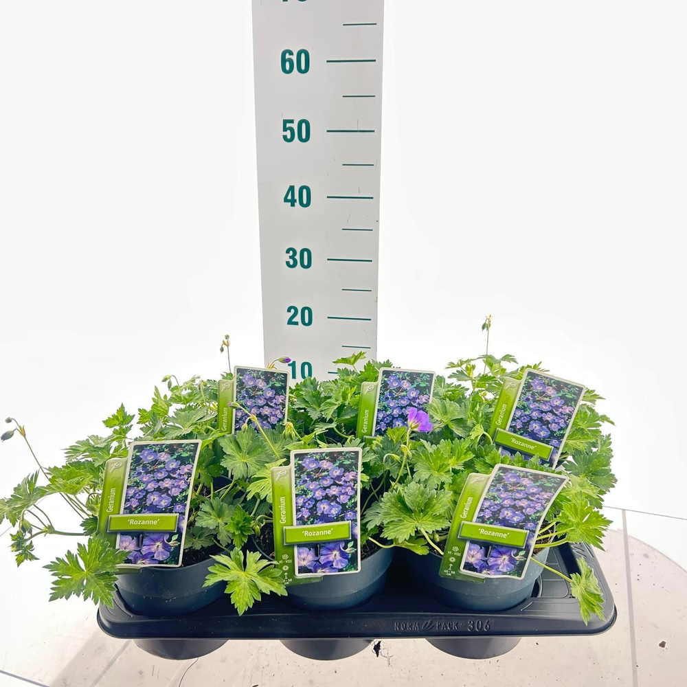 Geranium Rozanne.