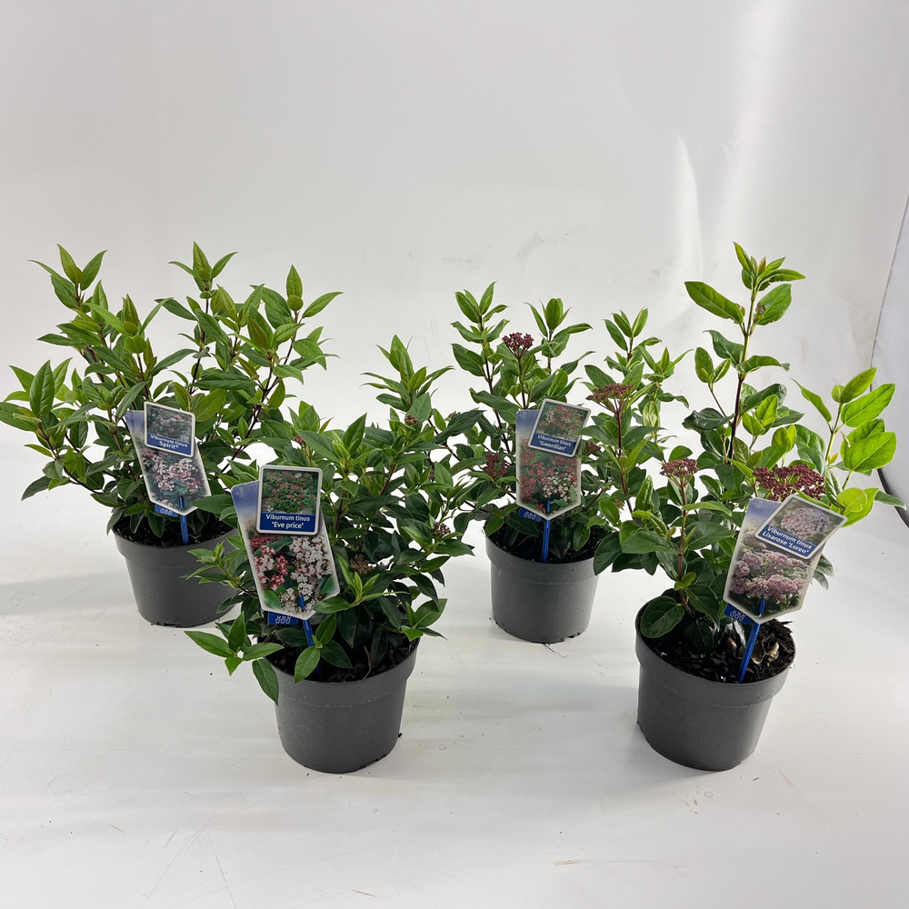 Viburnum in soorten (minimum order one layer).