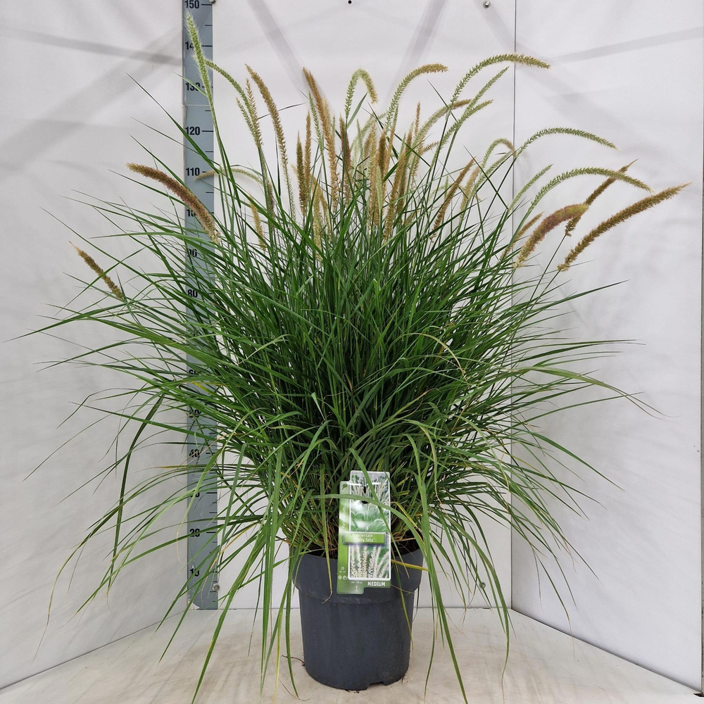 Pennisetum orientale 'Fairy Tails'.