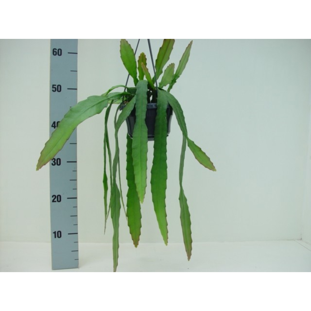 Epiphyllum ackermanii.