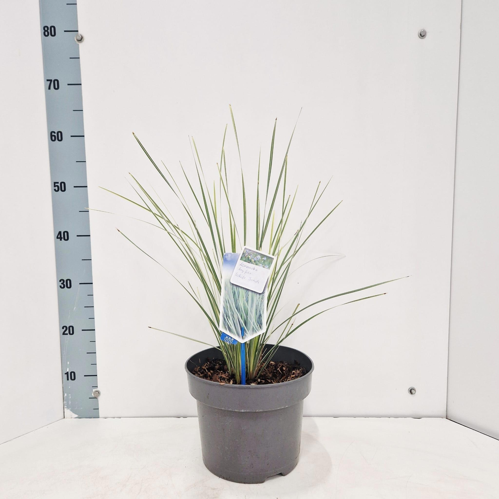Lomandra longifolia White Sands.