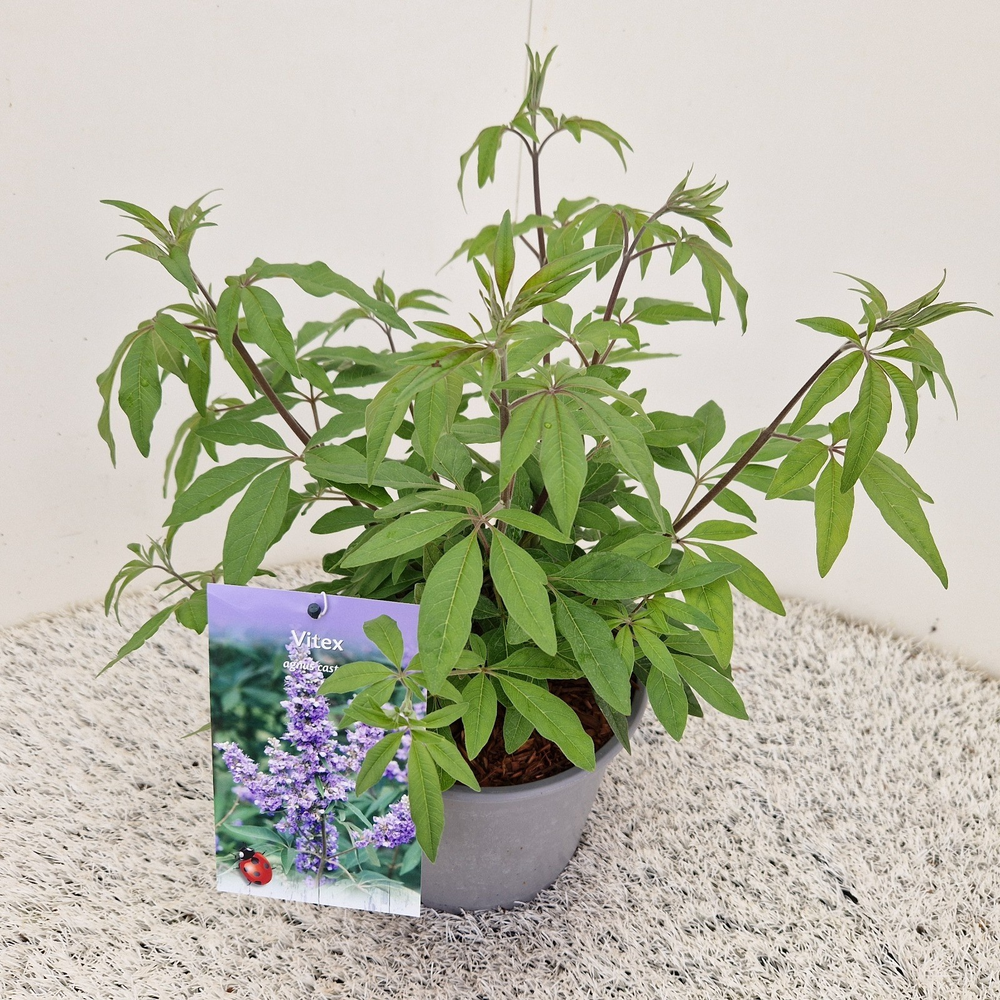 Vitex agnus-castus.