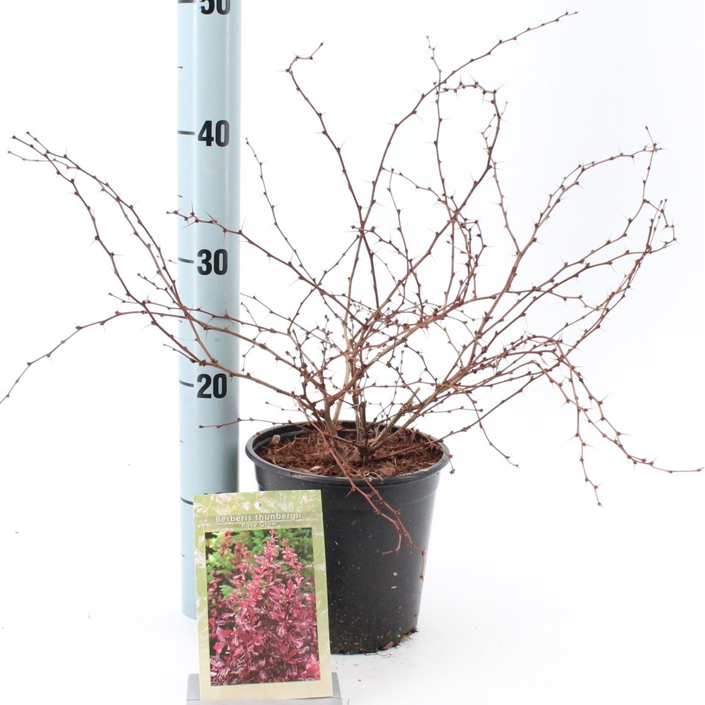 Berberis thunb. 'Rose Glow'.