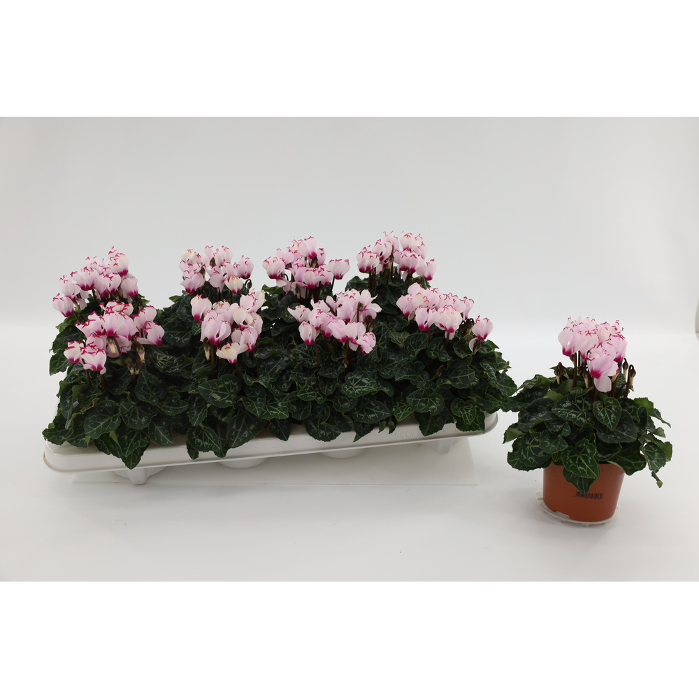 Cyclaam Victoria White.