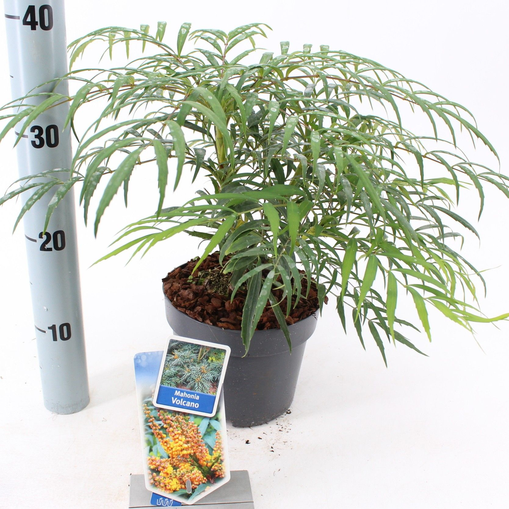 Mahonia Volcano.