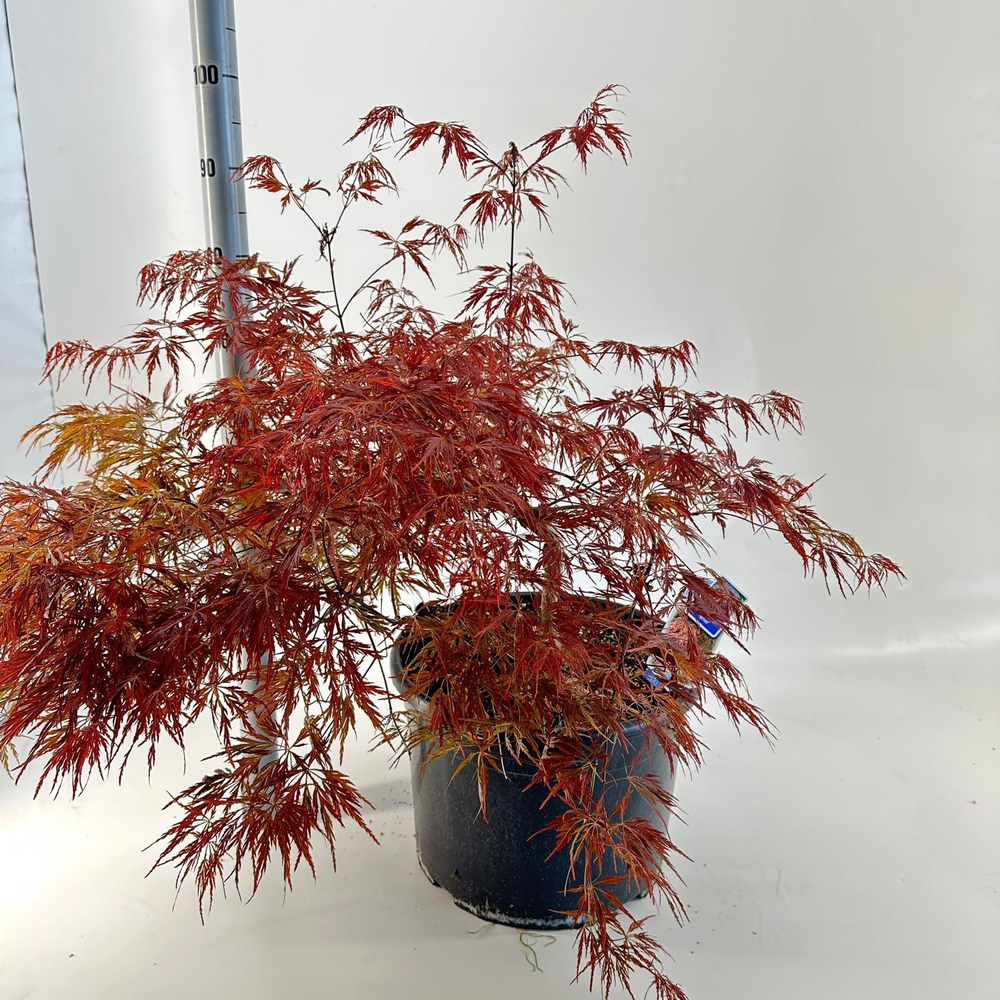 Acer pal. 'Garnet'.