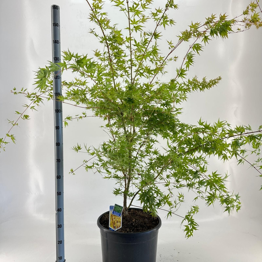 Acer pal. 'Sangokaku'.