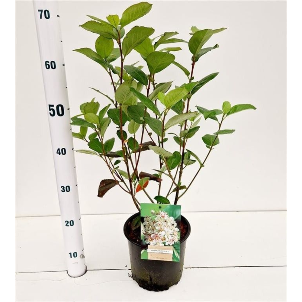Aronia prunifolia ‘Viking’.