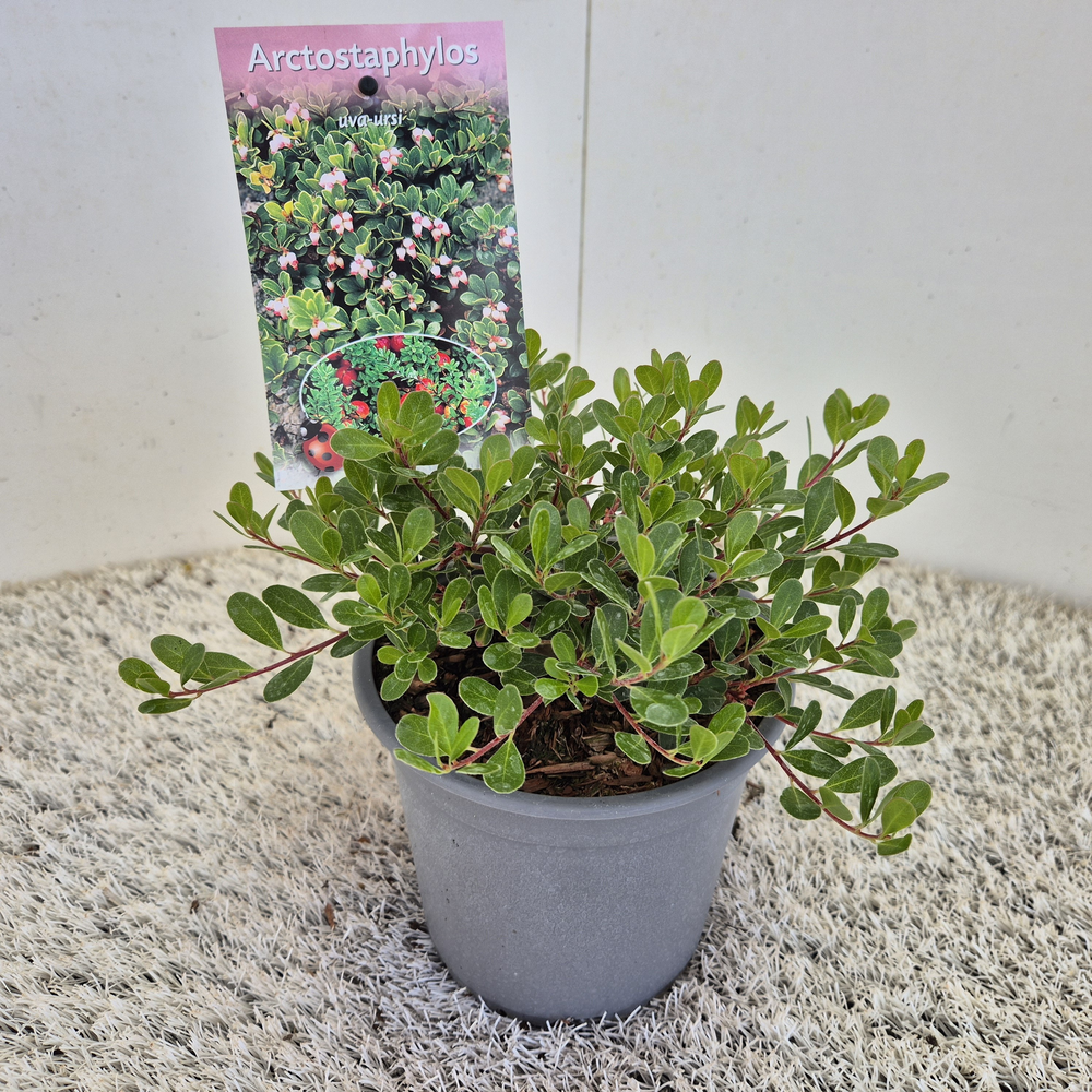 Arctostaphylos uva-ursi.