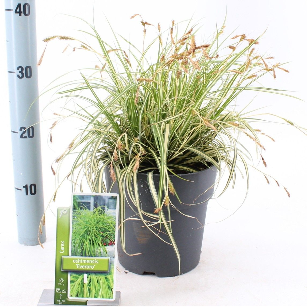 Carex oshimensis EverColor® 'Everoro' PBR.