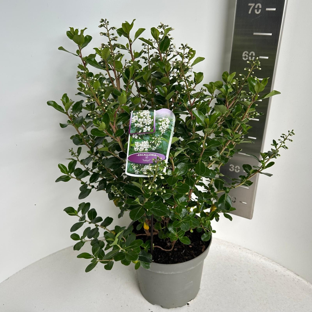 Escallonia 'Iveyi'.
