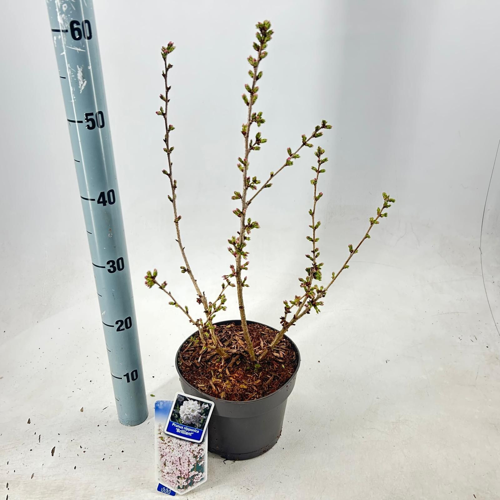 Prunus nipponica 'Brillant'.