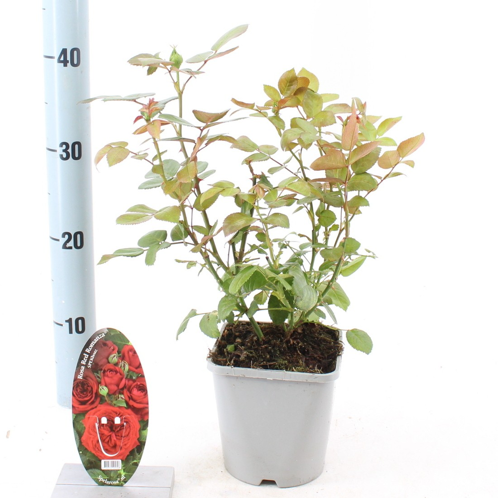 Rosa Red Romanza ®.
