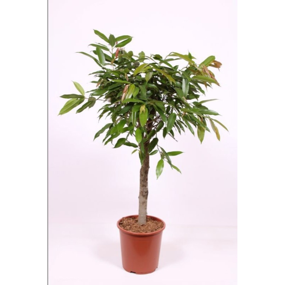 Ficus Amstel King.