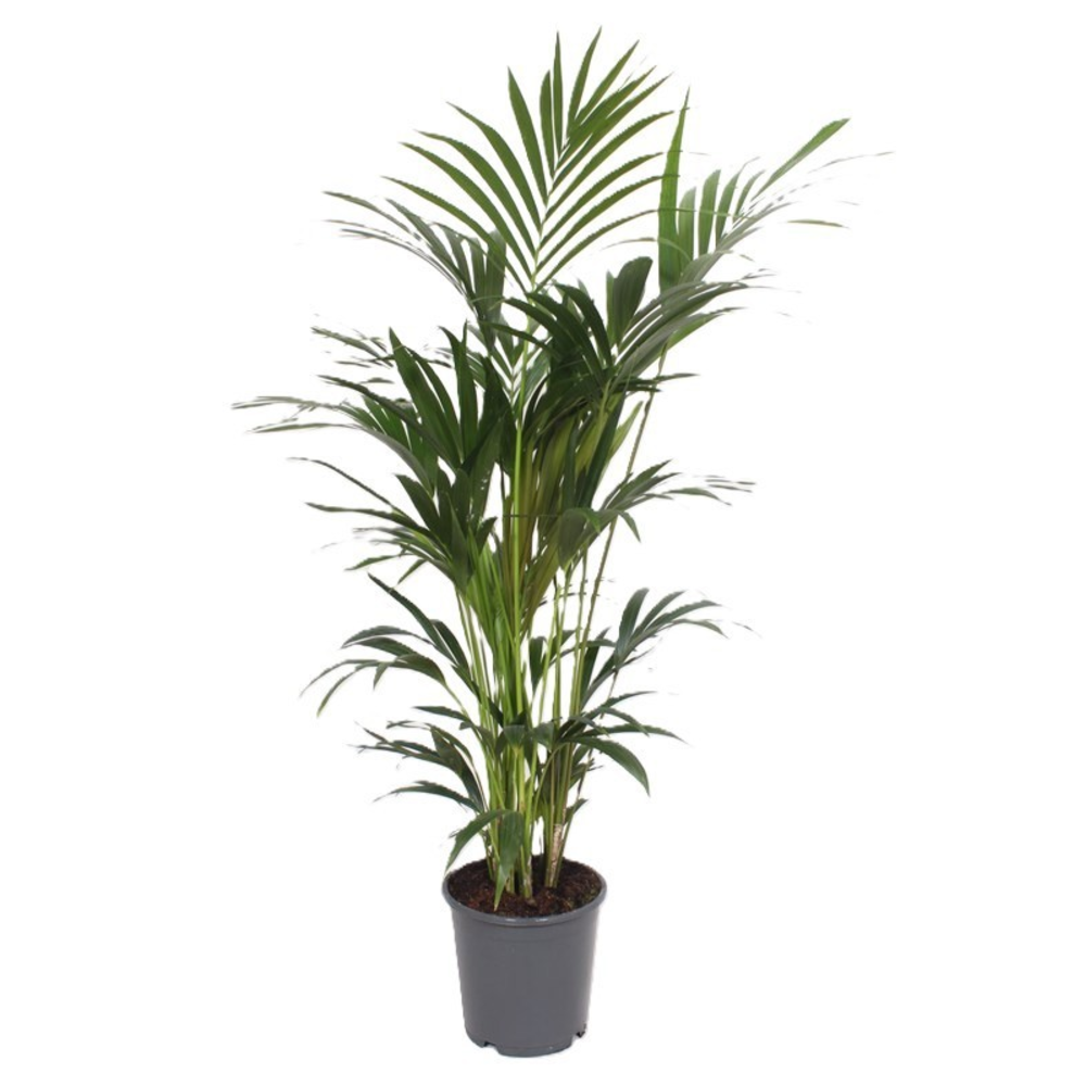 Howea forsteriana 6 per pot.