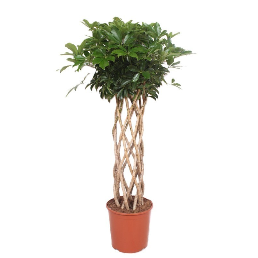 Schefflera arboricola ' Compacta'.