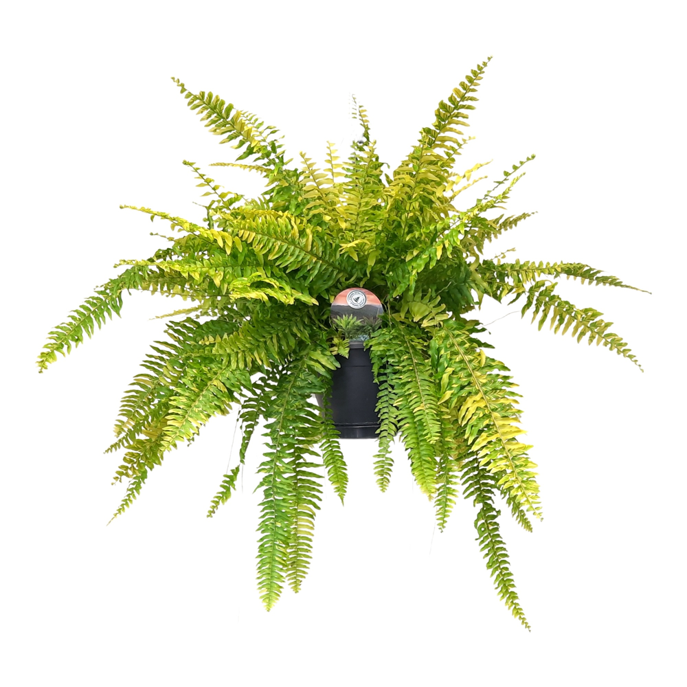 Nephrolepis Tiger Fern.