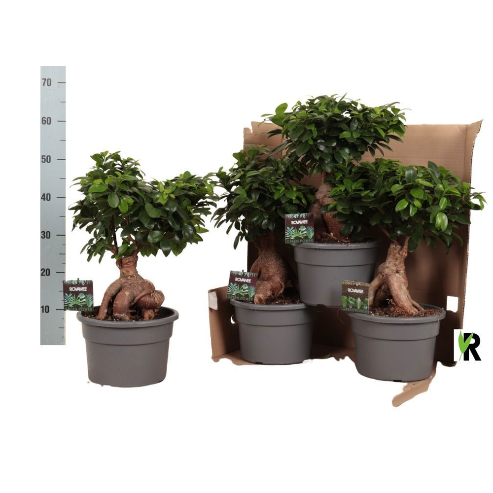 Ficus micr. Ginseng in kunststof pot.